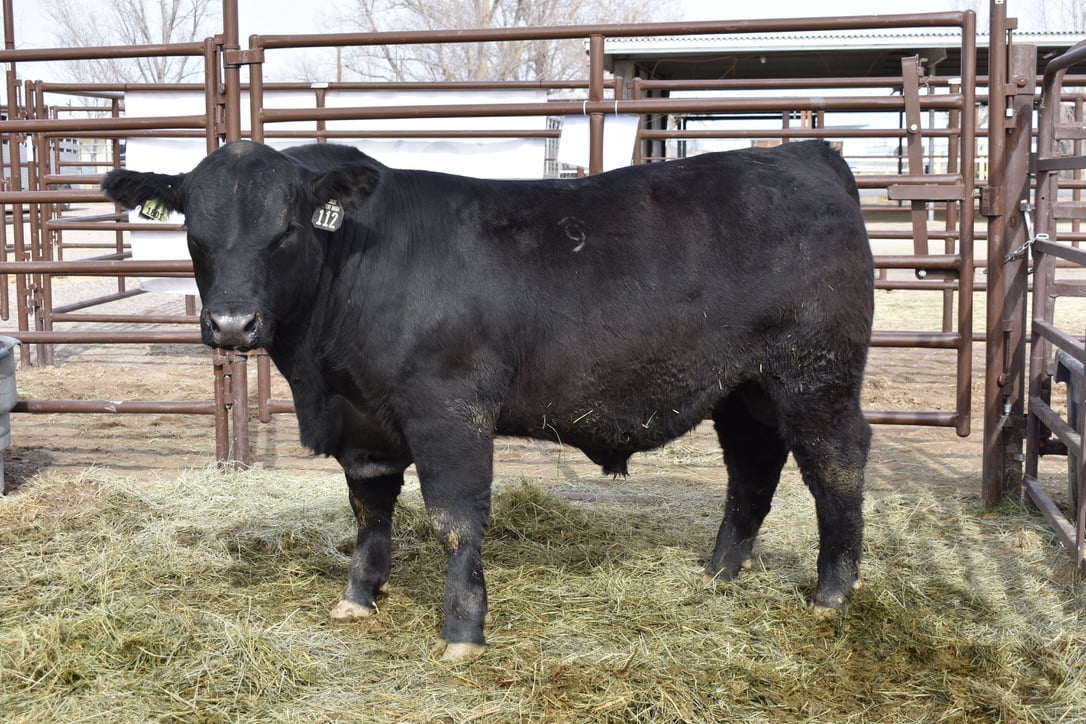 Lot 112 — R9R Crouch Congress 506 · Performance Group Champion
