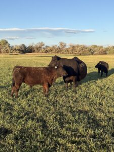 Black Angus cow with her calf at side in a green Great Basin pasture at Rafter 9 Ranch, Fallon, Nevada