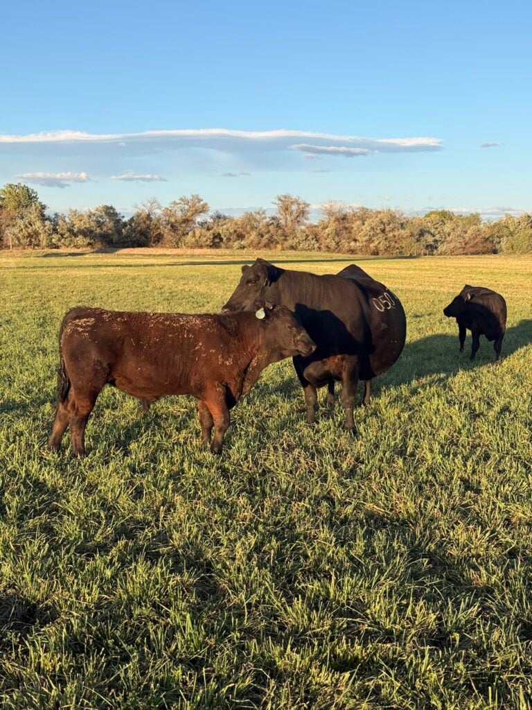 Black Angus cow with her calf at side in a green Great Basin pasture at Rafter 9 Ranch, Fallon, Nevada