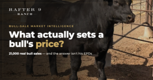 Rafter 9 Ranch black Angus bull — what sets a bull's sale price
